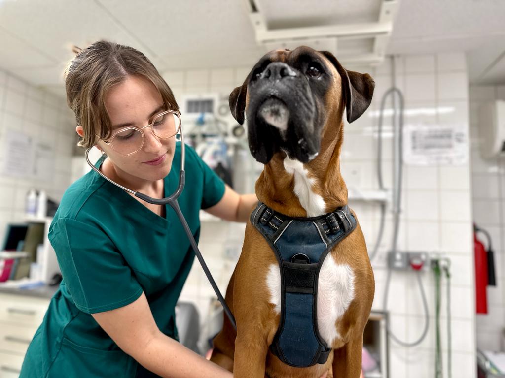 Images Streatham Hill Veterinary Surgery