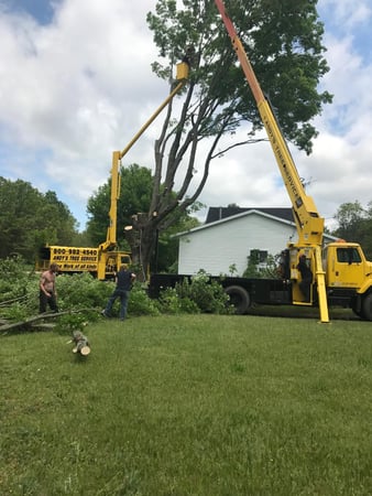 Images Andy's Tree Service