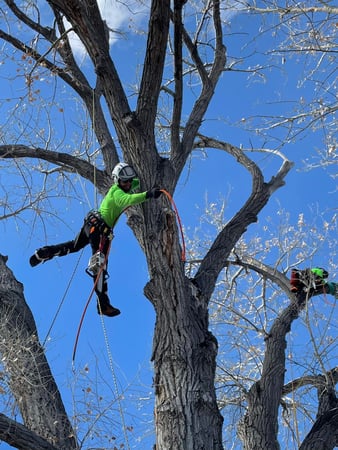 Images Wilson's Tree Service LLC