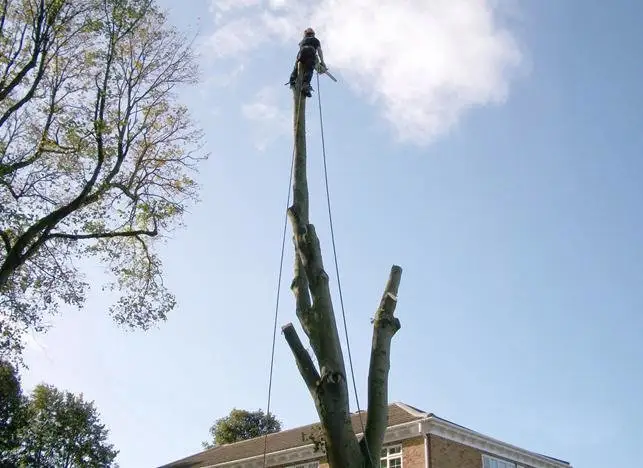 Images Yorkshire Tree Contractors