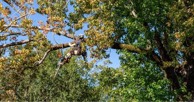 Images Heritage Tree Services