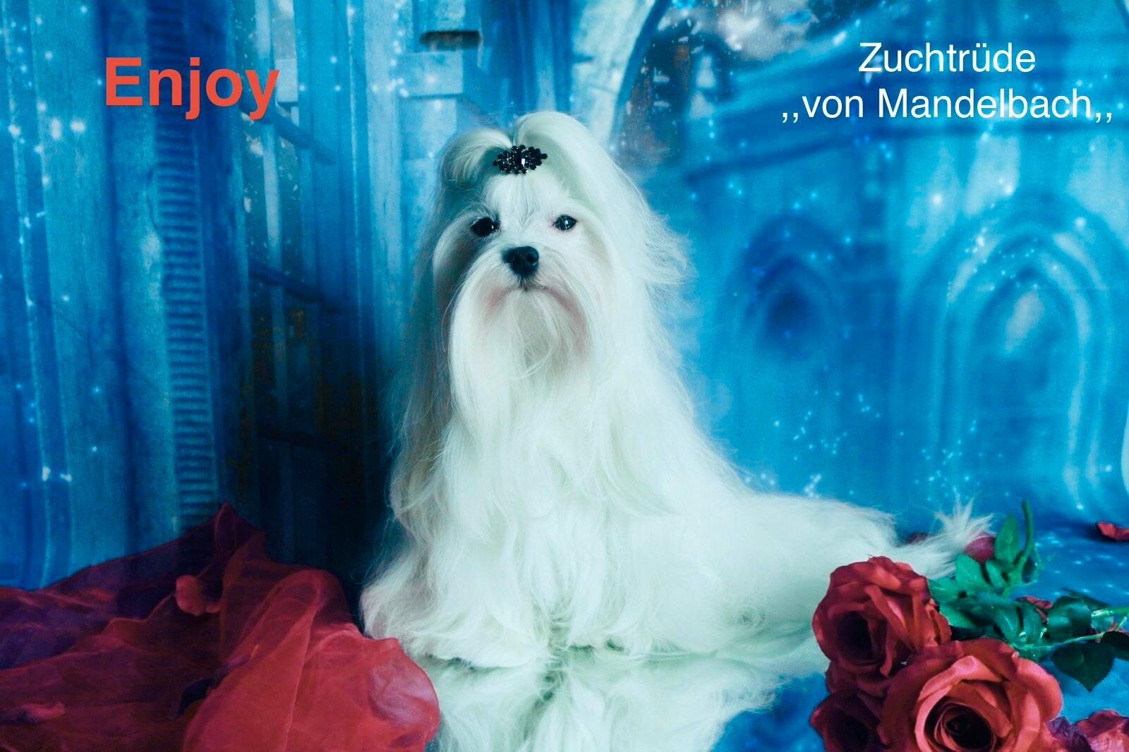 Malteser von Mandelbach, Seyweilerstraße 40 in Blieskastel