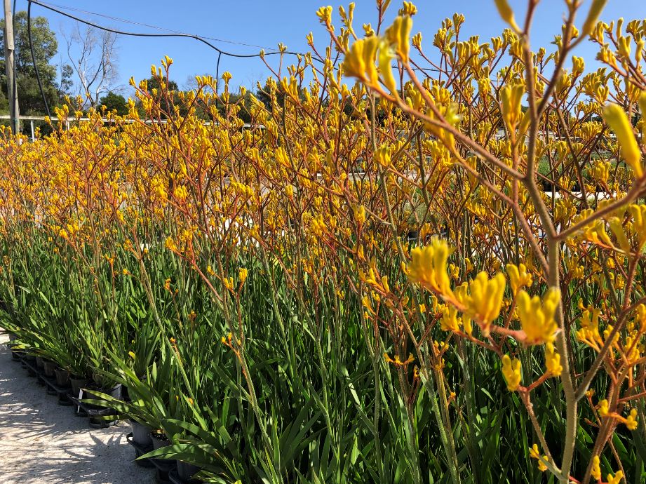 Images Glenvue Nursery