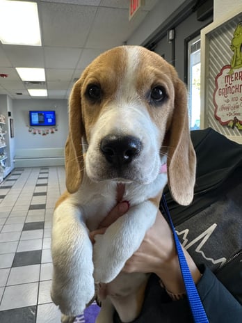 Images VCA Preston Park Animal Hospital