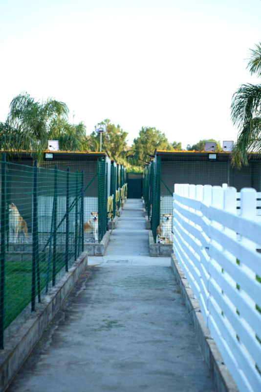 Images Your Dog Resort