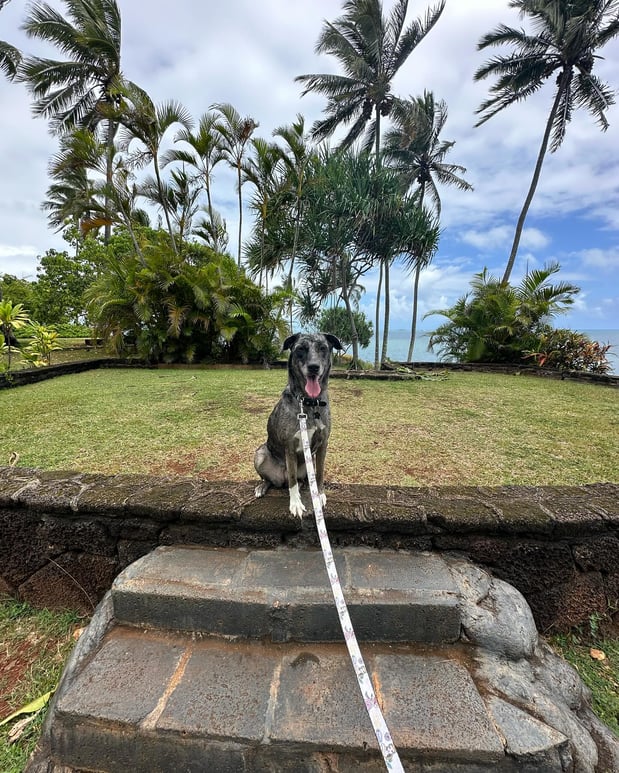 Images Alpha K-9 Dog Training