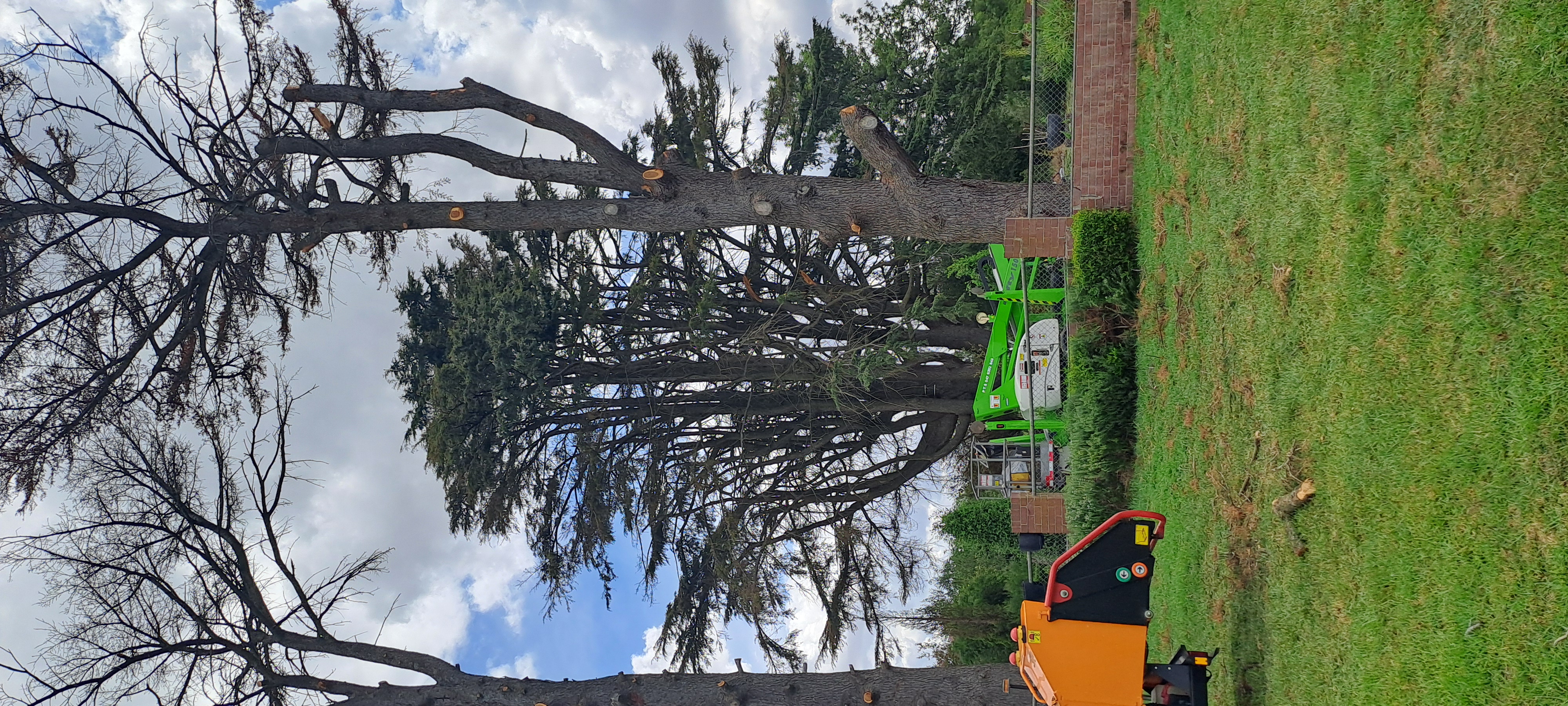 Images Phil's Tree Service