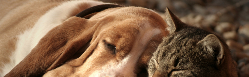 Images Palizia Toelettatura Cani e Gatti
