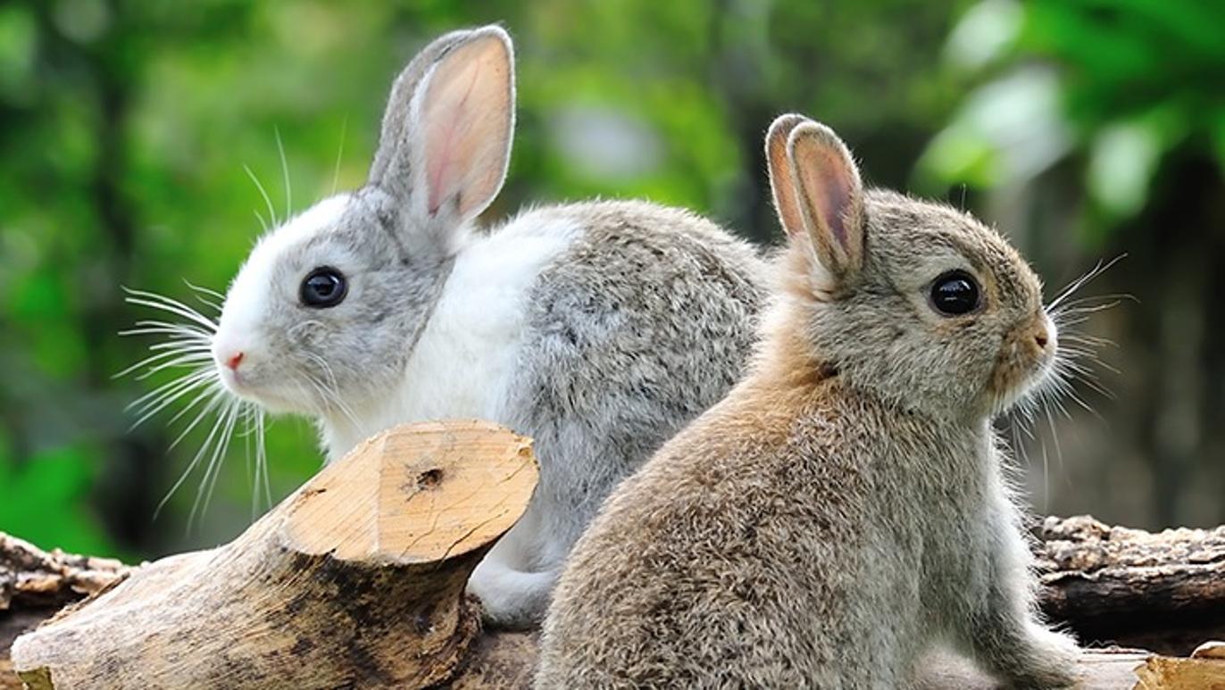 Images Billund Dyreklinik - Vetgruppen A/S