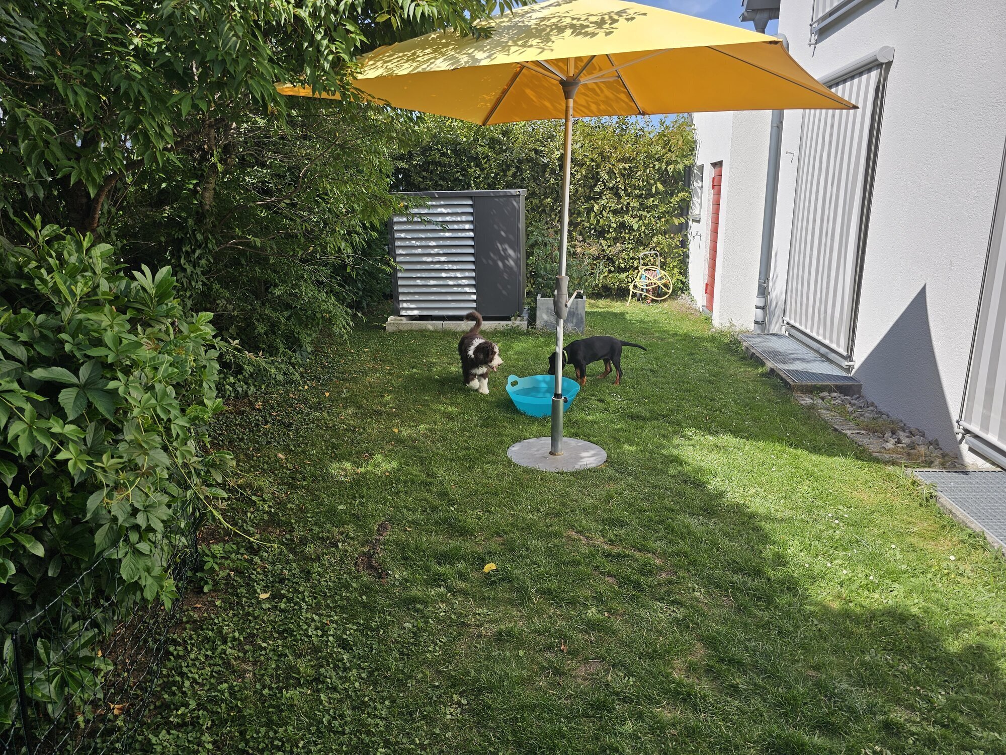 Bilder Miris Hundeschule