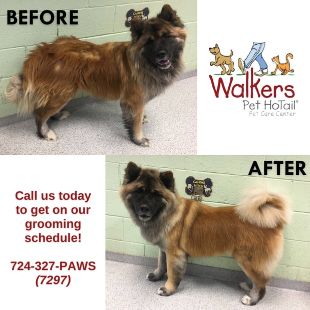 Images Walkers Pet HoTail Pet Care Center