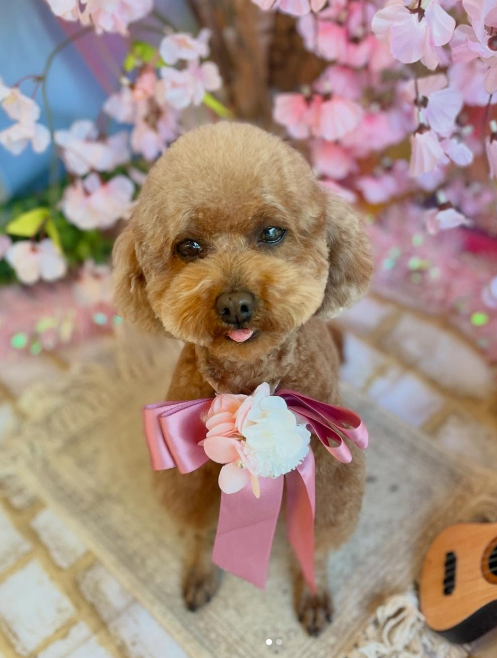 Images dog salon buku2