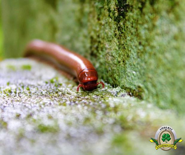 Images Amherst Exterminators