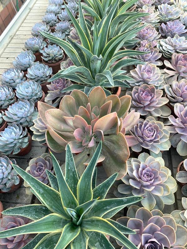 Images Vivaio Masullo Piante