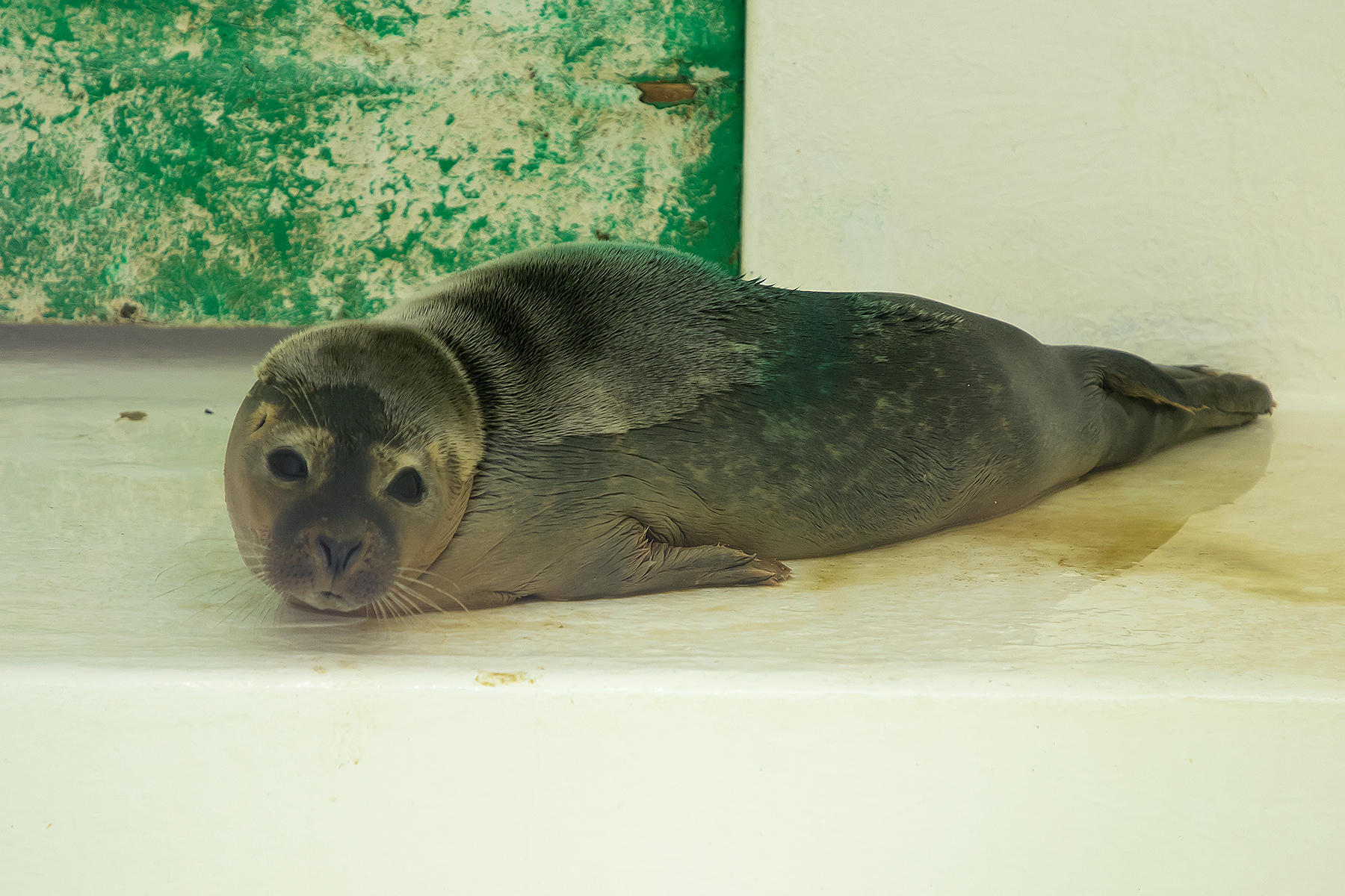 Visit our seal pups rehabilitating in Yorkshire's only Seal Hospital SEA LIFE Scarborough Scarborough 01723 373414