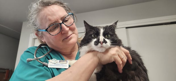 Images VCA Peone Pines Animal Hospital