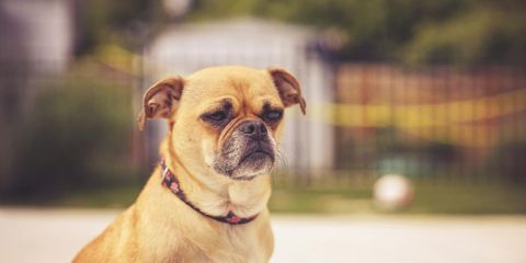 The Top 3 Signs That Your Pet Needs an Emergency Vet