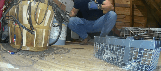 Images RP Rodent Control & Prevention