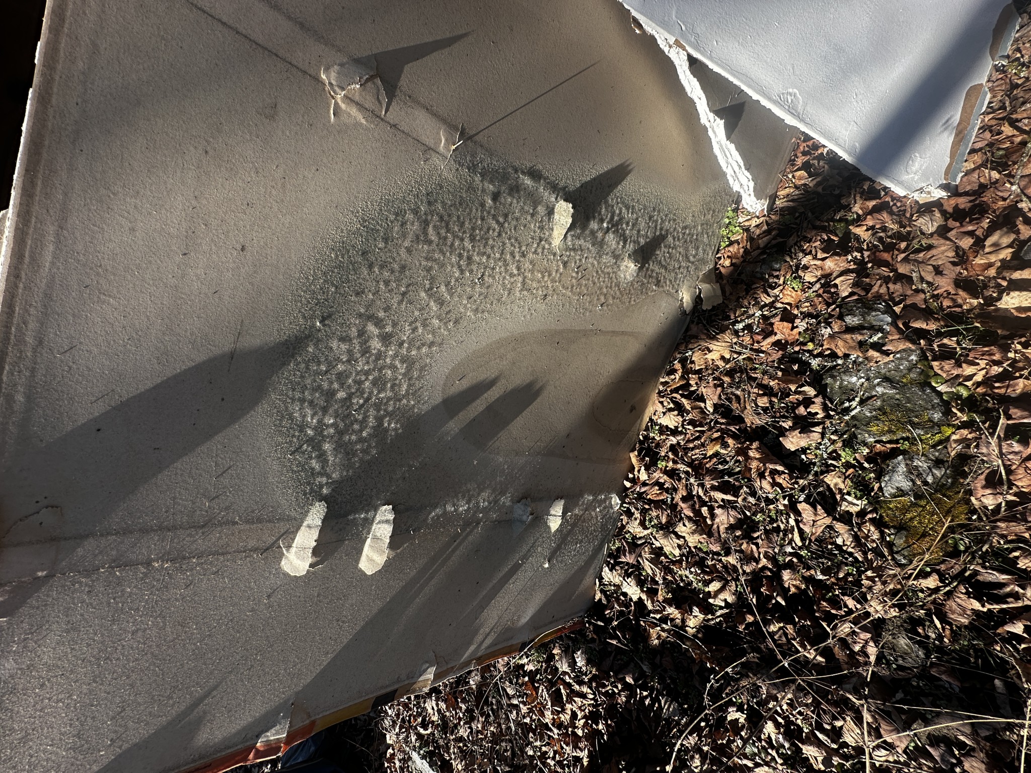 mold growth on drywall
