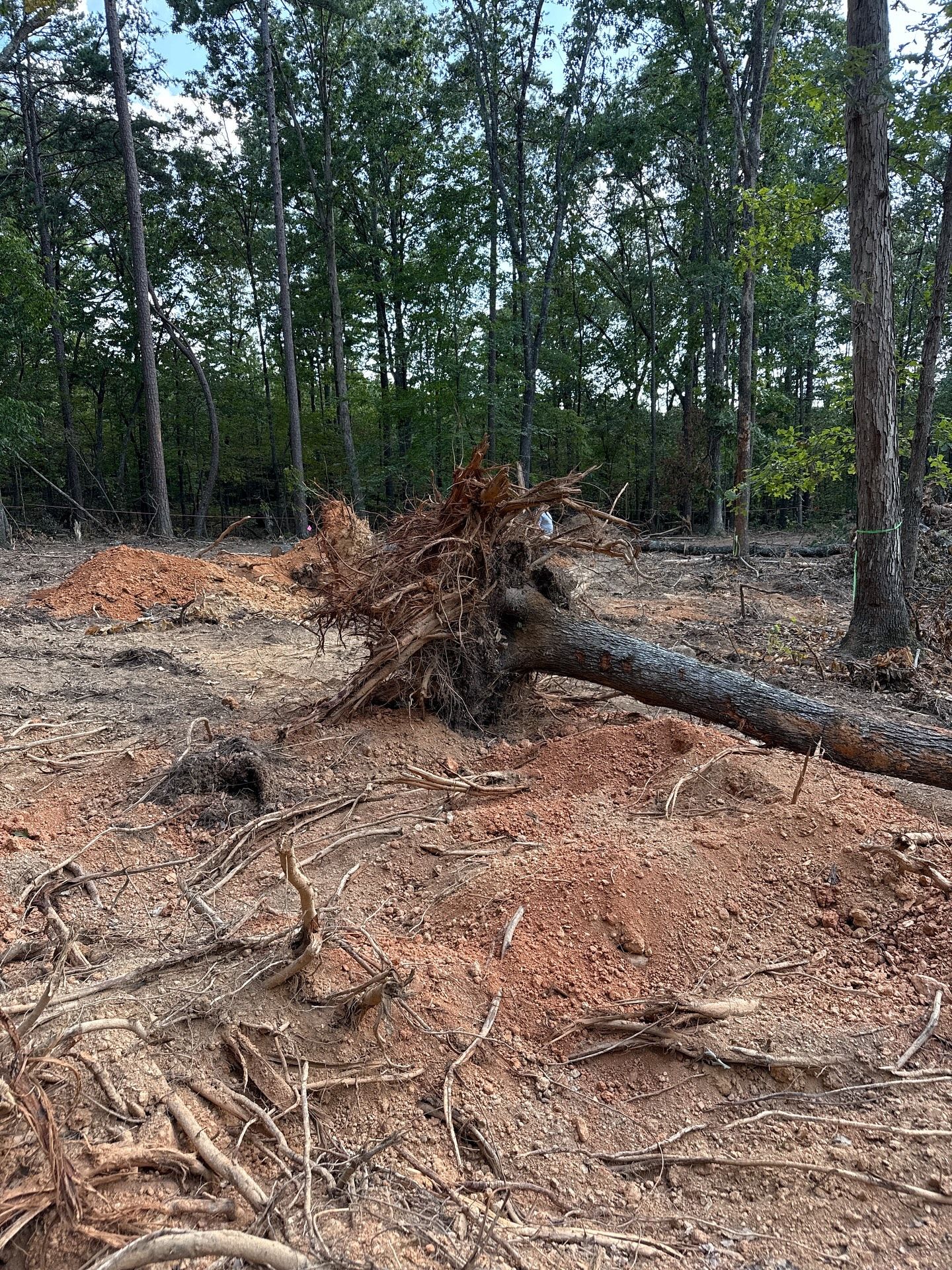 Tines & Timber Development and Land Management Image