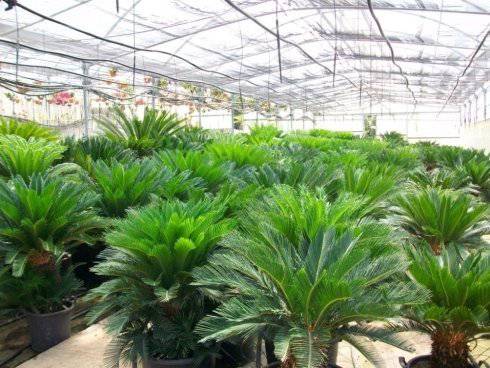 Images Vivai Euroflora