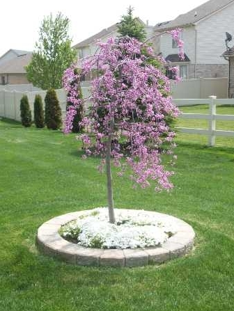 landscaping with beautiful tree