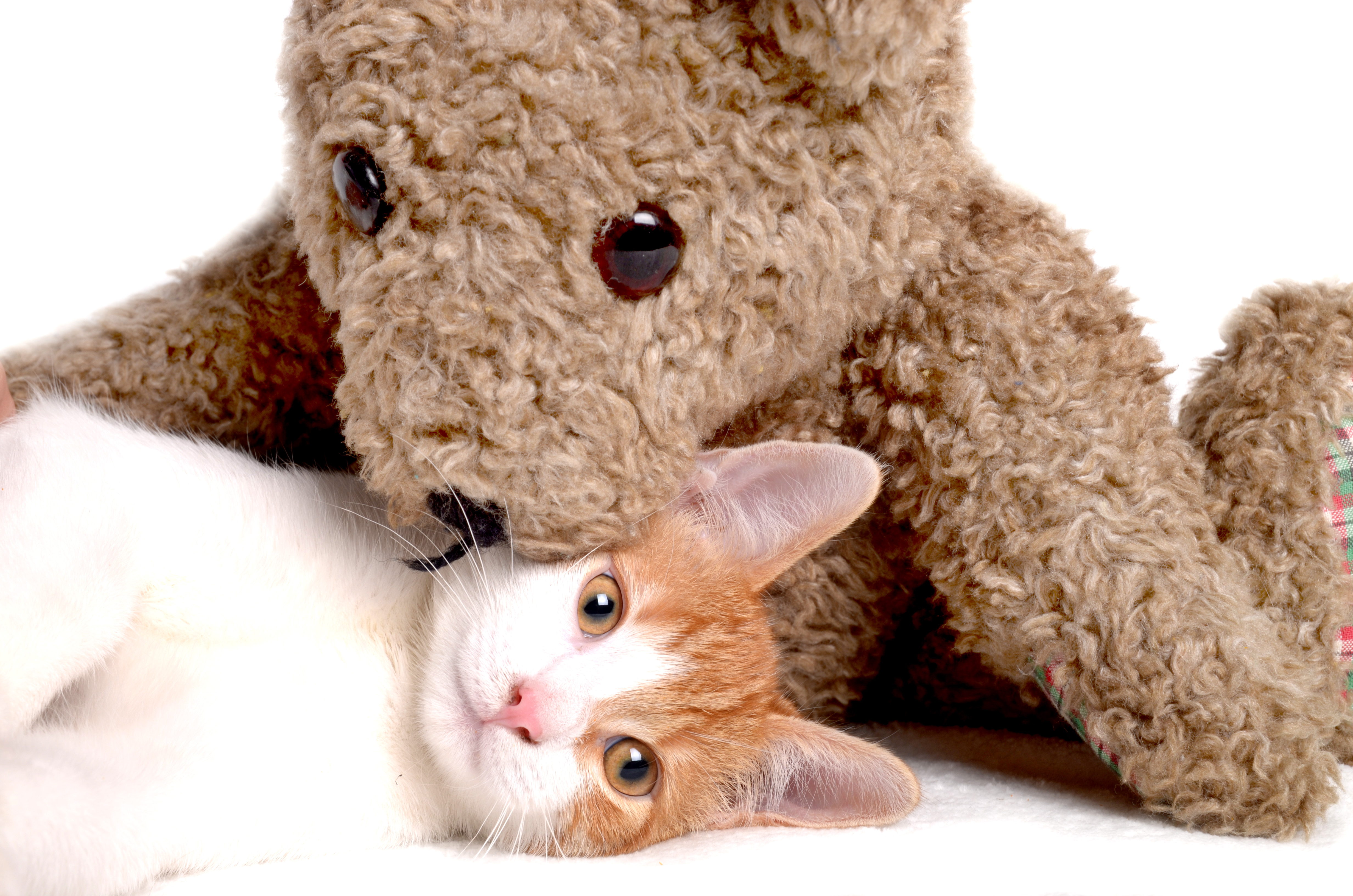 Bild 25 von DieHaustierSeite - Uschi Kasbauer