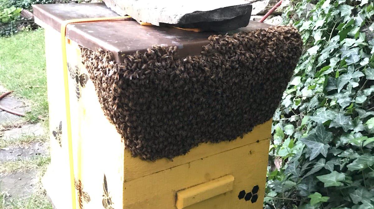 Mike's Beehives LLC