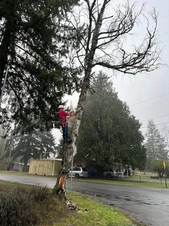 Images Mansfield Tree Services LLC