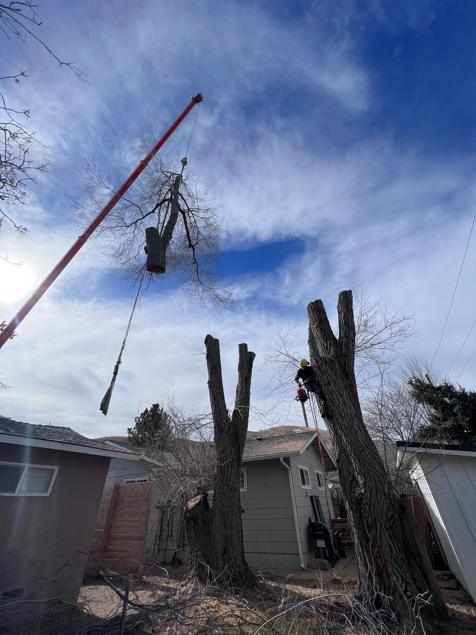 Precision Arbor Care Image