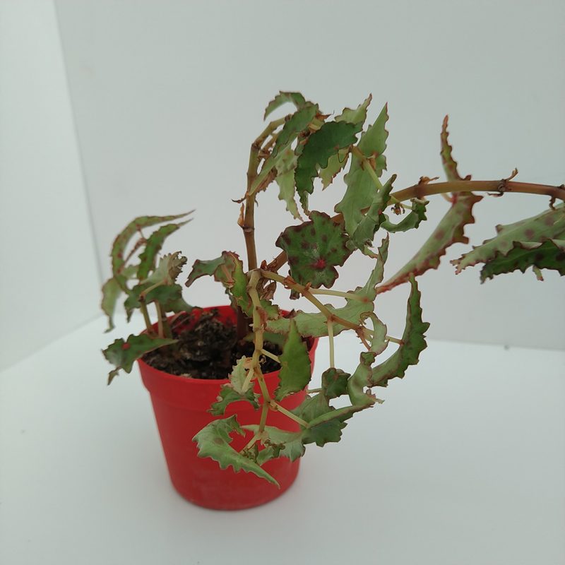 Images Vivaio Cerretani Roberto