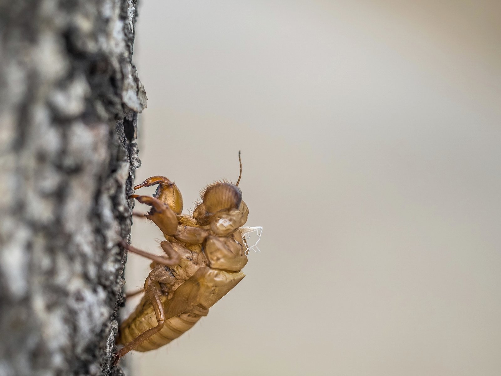 Browning Pest Control