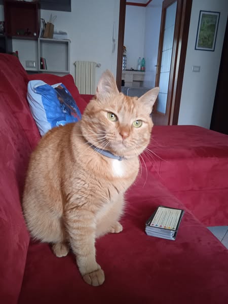 Images Noè Ambulatorio Medico Veterinario