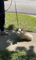 Images Dog Pawpa K9 Connection
