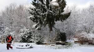 Baummensch GmbH, Seestrasse 20 in Thun