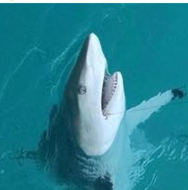 Images Cowboy Cowgirl SportFishing Charters