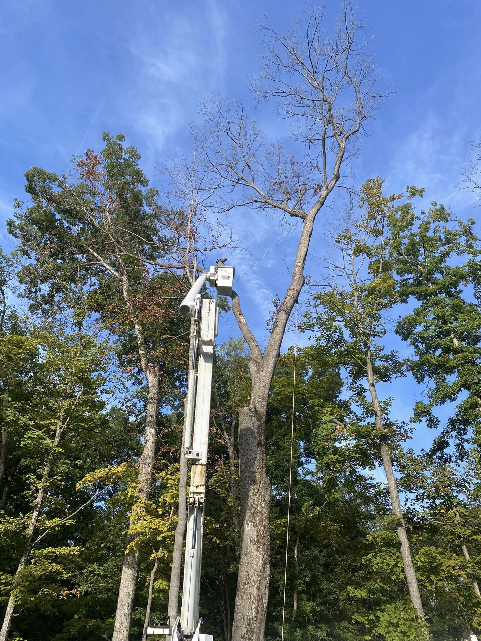 Sharper Image Tree Service LLC Image