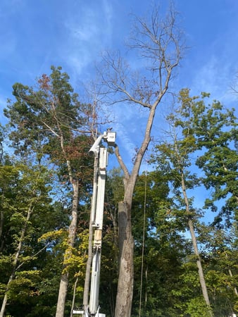 Images Sharper Image Tree Service LLC