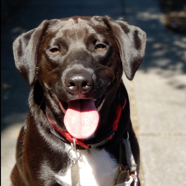 Images Danny's Pet Care LLC
