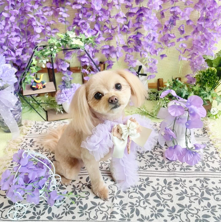 Images dog salon buku2