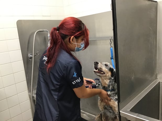 Images Petco
