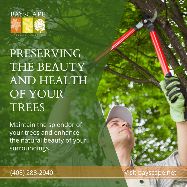 Images Arbortek Tree Services