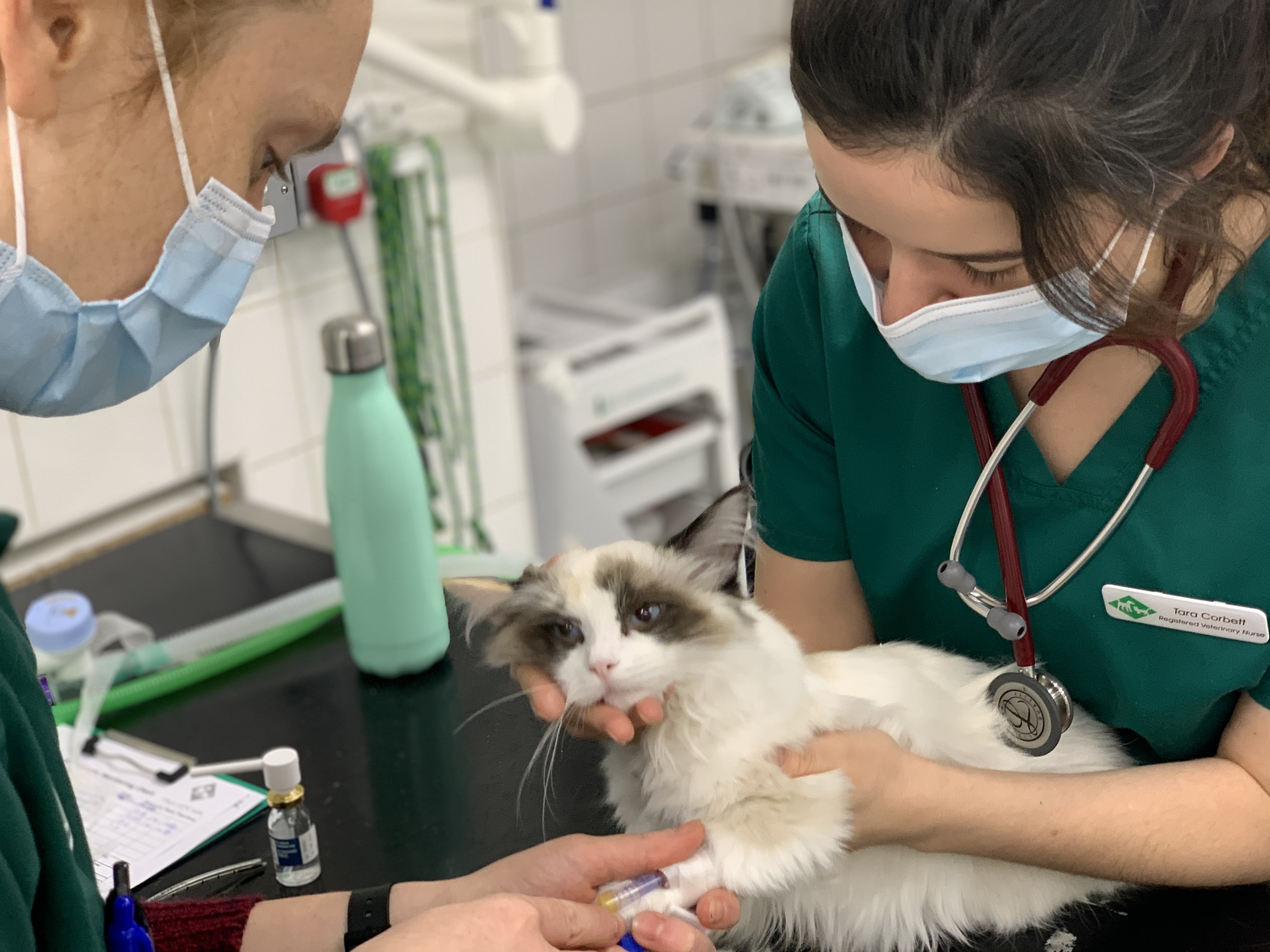 Images Streatham Hill Veterinary Surgery