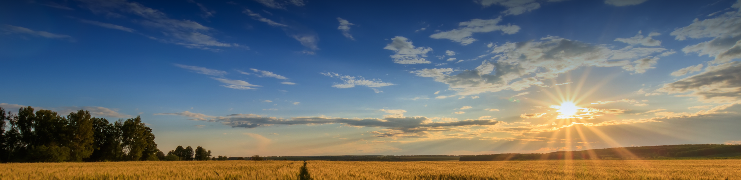 A golden, sunlit wheat field.