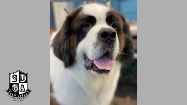 Images San Diego Grooming Academy