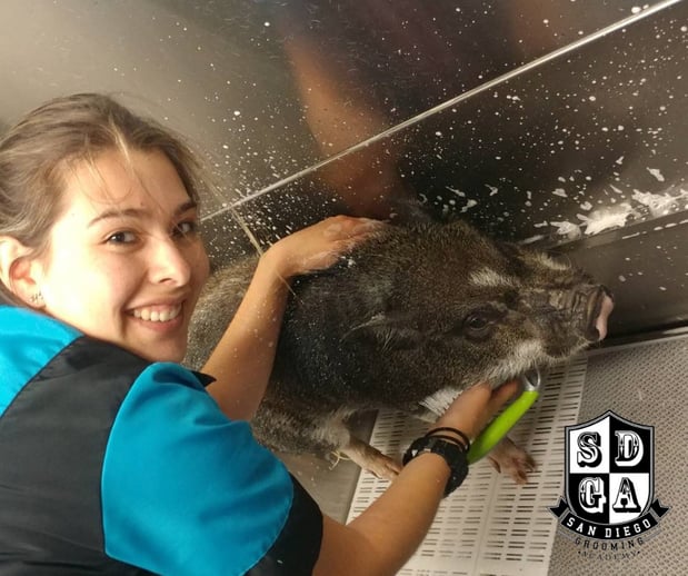 Images San Diego Grooming Academy