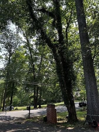 Images Myers Tree Service