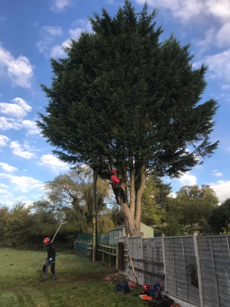 Images Wincanton Tree Care