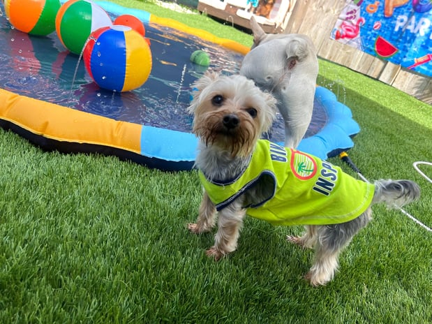 Images Pawfect Pals Miami