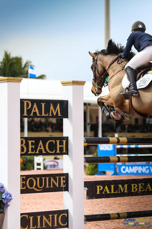Images Palm Beach Equine Clinic